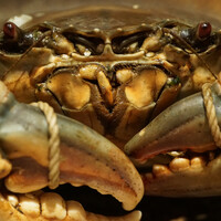 日本料理FUJI - どうまん