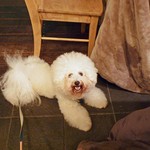 Smoke & Vegetable Bistro SARU - 犬は炬燵の外で・・