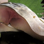 すずしろ ゆるりな - 旨うまぁ～分厚い2㎝強!!