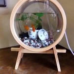 日本料理 鎌倉山倶楽部 - 素敵な金魚鉢　どじょうもいます