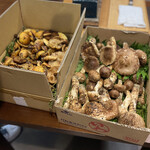 柚木元 - たっぷりきのこ