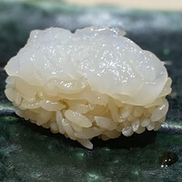 鮨 権左衛門 - ヤリイカ