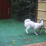 別邸 石の家 - お部屋にはドッグランがあります