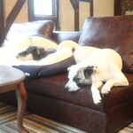 別邸 石の家 - ドッグランで疲れれば、寛げます♪