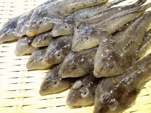 メゴチ天ぷら リーズナブル 旨しです W By アルルカンベア はま寿司 行徳店 行徳 回転寿司 食べログ