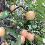 Bistro Rigole - 三角地帯路地に発見、色づき始めた姫リンゴちゃん