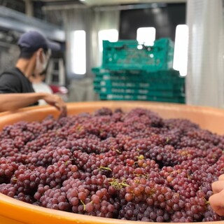 清澄白河 フジマル醸造所_2