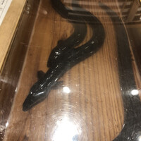 にょろ助 銀座 - 