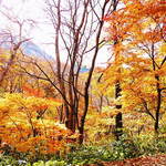 渓山亭 - 街道沿いの紅葉 (2012/10 訪問) 
      