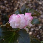 ラーメン二郎 - 道端の綺麗なお花