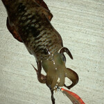 旅荘 みなと - 夜釣れたアオリイカ