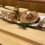 勢麟 - つが松茸～栂の木から生える松茸