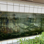 美加登家 - 高津川の天然鮎