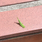 中華そば 西川 - 並んでる時に見つけたバッタ