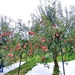 仲野観光果樹園 - 