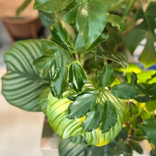 「健康」「癒し」をテーマにした新感覚中華