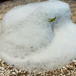 TOKi - ズッキーニと奈良産米のアロス 焼いた魚と夏の印象のエア