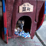 山ぼうし - 看板犬の奈々ちゃん。来た時は大歓迎だったけど、帰る時はカラフルな小屋から寂しげな視線を送ってくれました。