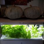 ステーキ・洋食のTANTO屋 - 店内の風景　2021.10