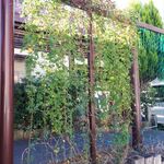 ステーキ・洋食のTANTO屋 - 店頭の花壇（ホップの苗）2０21.10