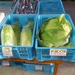 八紘学園 農産物直売所 - 【2012年10月】札幌大球・・・白菜より全然デカイです♪