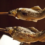 柳家 - ２０１２年１１月。上が絶滅寸前の天然遡上の鮎。下が琵琶湖の稚魚を放流して長良川で育った天然鮎。同じメスの天然鮎と言っても、この時期になるとこれだけ体型が違います。