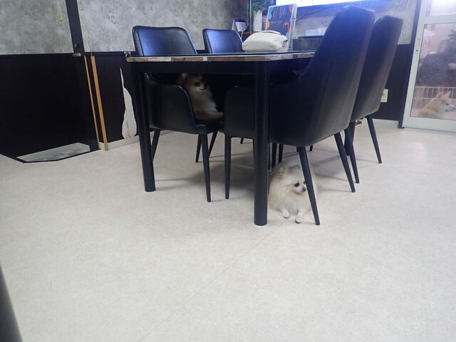 ハッピーわん - 大町西公園（カフェ）の写真