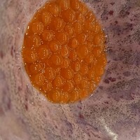 鮨 なんば 日比谷 - 