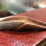 すし宗達 - 天草産小肌