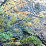 雷滝ごろごろ亭 - 雷滝　滝壺付近の紅葉 
            