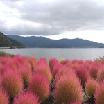 ムースヒルズバーガー - グラデーションに色づいた大石公園のコキア