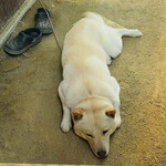 一入庵 - お母さんの横でじっとお客さんを待ってます♡