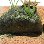 神保町 傳 - 苔？？？