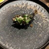 cenci - 