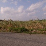 きのストアー - サトウキビ畑が広がります