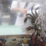 すし豊 - やたら元気な川ガニ。立ってます。