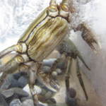 すし豊 - それをアップで撮影。