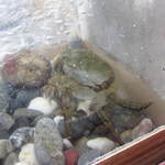 すし豊 - 一回り大きな川ガニ。