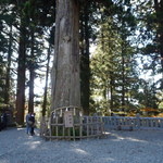 うずら家 - 神木