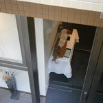 レストラン ラッセ - 階段の上から入口を望む