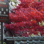 田原本塩元帥 - 長谷寺の紅葉