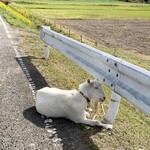 イツモ - ヤギのクミンちゃん