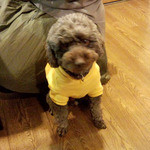 マグズカフェ - トイプードルのマグ店長