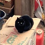 中華そば志のぶ支店 - お店の看板ネコちゃん