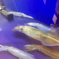 対馬のどぐろとイカ活き造り 博多 魚蔵 都ホテル店 - 