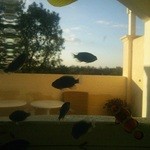 コルテラルゴ伊豆高原 - 「アイランドスイート」熱帯魚の水槽。