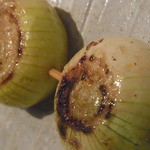 鳥しき - ペコロス