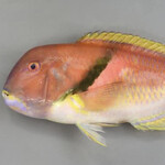 ビストロラドレ - イラ