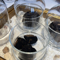 Terres de Truffes, Tokyo - 