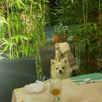 礼華 - テラス席はわんこOK